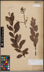 Salix bicolor Ehrh. ex Willd.